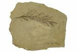 Dawn Redwood (Metasequoia) Fossil - Montana #165222-1
